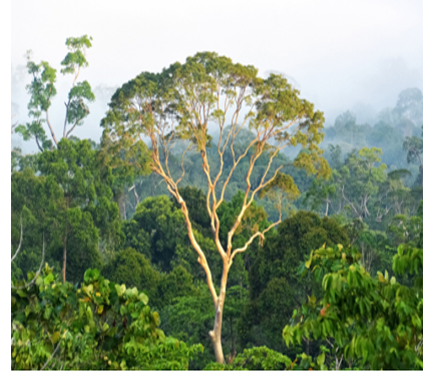 220404_ngfs_vignette